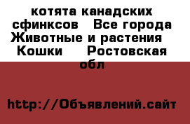 котята канадских сфинксов - Все города Животные и растения » Кошки   . Ростовская обл.